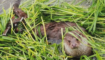 Chránená vydra skončila v pasci, život jej zachránila pani venčiaca psíka