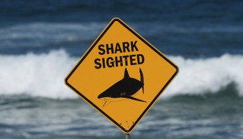 Krvavý útok žraloka: Mladá žena zraneniam podľahla, muž je v kritickom stave