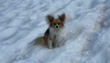 Psík ukázal miesto nehody na ľadovci. Muža zachránili vďaka jeho vernej čivave