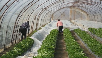 Mrazy ohrozujú úrodu. Pestovatelia rozkladajú piecky