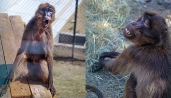 FOTO: Senzácia v bratislavskej zoo. Pozornosť pútajú opice s „krvácajúcim srdcom“