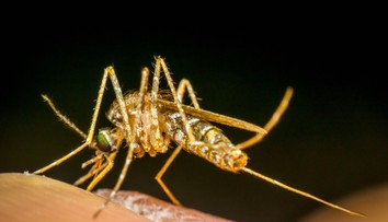 Na obľúbenom dovolenkovom ostrove objavili komára nakazeného nebezpečnou chorobou. Neexistuje na ňu liek