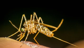 Na obľúbenom dovolenkovom ostrove objavili komára nakazeného nebezpečnou chorobou. Neexistuje na ňu liek