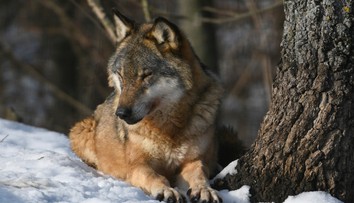 Nová vláda si berie na „mušku“ aj vlky. Podľa ochranára ide o pomstu