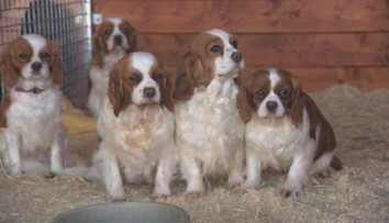 Z množiarne zobrali vyše 800 psov. Liečba stála desaťtisíce, kto to zaplatí?