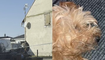 Dvojnásobná tragédia v dome hrôzy: Pobodala muža, deň nato zomrel aj psík. Odhalili otrasné podmienky