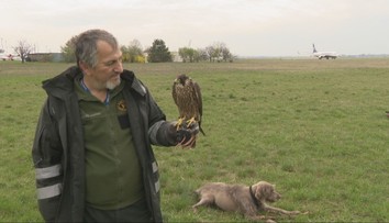 Sokoliari, ktorí chránia naše najväčšie letisko, sa postarali o cenný rekord