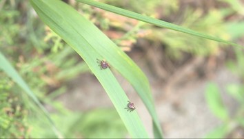 Kliešte sa na Slovensku šíria do nových oblastí. Späť je aj ten, ktorý môže zabíjať psy