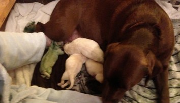 Majiteľka labradorky zostala v šoku. Fenka porodila zelené šteniatko