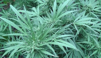 Polícia obvinila dvoch mladých Levočanov z drogovej trestnej činnosti