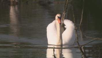 Nájdete tu chránené živočíchy, ktorých je na Slovensku len pár. Pozreli sme sa, čo ohrozuje ich životné prostredie