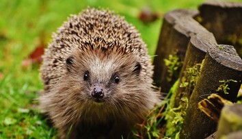 Výnimočná terapia: Toto malé zviera vás dokáže zbaviť stresu, depresie, či vysokého tlaku