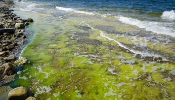 Prímorské letoviská v Nemecku trápia nebezpečné baktérie. Niekde už vydali zákaz kúpania sa