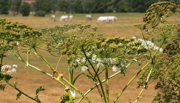FOTO: Zber černíc sa zmenil na nočnú moru. Žena sa obtrela o nebezpečnú rastlinu, na ruke sa jej objavili bolestivé pľuzgiere
