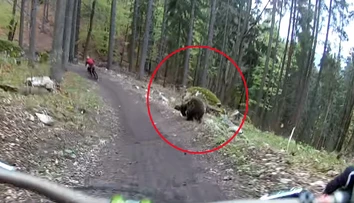 Dvoch cyklistov naháňal v Malinô Brdo medveď. Všetko zachytila kamera