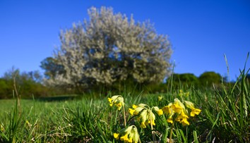 POČASIE: Slovensko čaká slnečný deň. Teploty vystúpia až na 26 °C