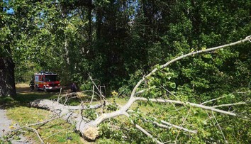 Až po smrti 14-ročného Patrika spília stromy v Nitre. Kto za jeho smrť nesie zodpovednosť?