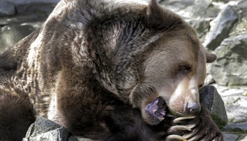 Ranný beh sa zmenil na boj o život. Na matku troch detí zaútočil medveď iba pár metrov od domu