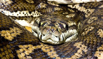 Myslela si, že si k nej priľahol jej pes, potom prišiel šok. Ženu uprostred noci zobudil obrovský pytón