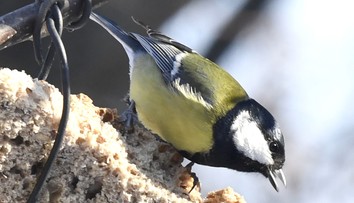 Po roku je tu opäť Vtáčia hodinka. Ide o pomoc operencom aj ornitológom