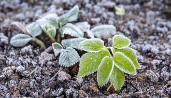 Slovensko čaká mrazivá noc. Teploty klesnú pod nulu, záhradkári sú v strehu