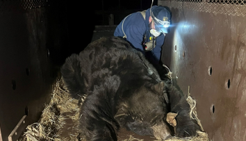 VIDEO: Evakuovaný muž sa po požiaroch v Los Angeles vrátil domov. Zistil, že sa uňho ubytoval obrovský medveď