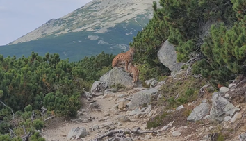 VIDEO: Vzácny moment v srdci Tatier. Žene sa podarilo zachytiť rysa so svojimi mláďatami