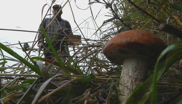 Hubárska sezóna bola doteraz slabá, no podľa odborníka by sme ešte košíky odkladať nemali