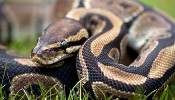 Objavili najdlhšieho voľne žijúceho hada sveta. Gigant z Indonézie láme rekordy