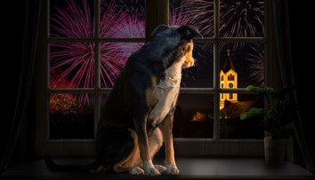Sedatíva nepomáhajú, s prípravou treba začať skôr. Čo robiť, aby domáci miláčikovia prežili Silvester v pokoji?