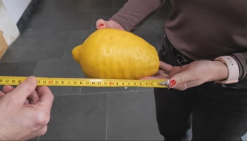 V Dubnickom kaštieli pokračujú v tradícii pestovania citrusov. Úroda ich poriadne prekvapila
