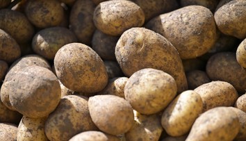 Jedna zo základných potravín výrazne zlacnie. Hlásia jej obrovský prebytok