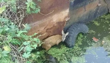 Hasiči zachránili srnku z hlbokej jamy