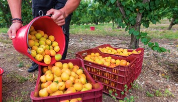Marhuľový sad zíva prázdnotou. Pre slabú úrodu nemohli otvoriť samozber