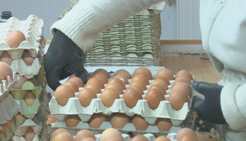 Koniec lacnejších klietkových vajec? Realita v obchodoch je rôzna