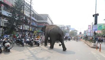 Nepolapiteľný slon zabil v Indii už 22 ľudí. Všetky pokusy o jeho uspanie sa skončili neúspechom