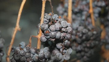 Tuhé mrazy potešili vinárov. Z posledných strapcov hrozna vyrobia unikátne ľadové víno