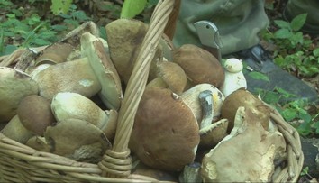 Hubárska sezóna je tu: Nadšenci si z lesa odnášajú plné košíky