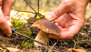 Čo ste o hubách ešte nepočuli. Viete napríklad, že máme aj mäsožravú hubu?