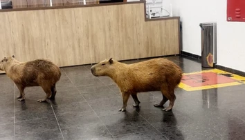 FOTO a VIDEO: Nečakaná návšteva v parlamente. Kapybary vošli priamo do budovy