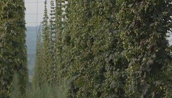 Koniec chmeľníc: Na Slovensku máme štyri, dve sa rozhodli skončiť