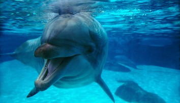 VIDEO: Pokojné chvíle na vode prerušila veľká rana. Na loď im doskočil 400-kilogramový delfín