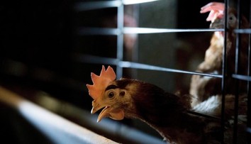 Podľa hydinárov je klietkový chov pre vtáčiu chrípku najbezpečnejší