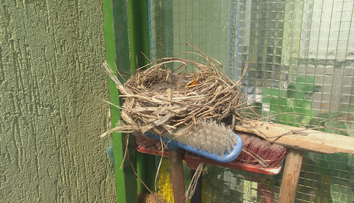 Na balkóne majú nečakaných nájomníkov. Udomácnili sa na zmetákoch