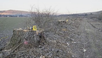 O starostovské kreslo ho pripravilo 11 spílených stromov. Obec na východe Slovenska v centre škandálu
