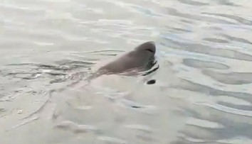 VIDEO: Pri obľúbenej pláži na juhu Španielska sa objavil osemmetrový žralok