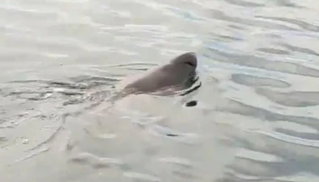 VIDEO: Pri obľúbenej pláži na juhu Španielska sa objavil osemmetrový žralok