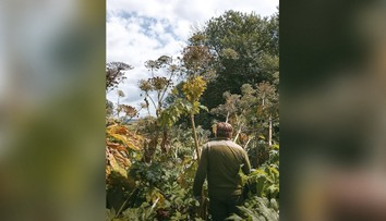 FOTO: Nebezpečná rastlina sa v lokalite na severe Slovenska veľmi rozšírila. Dajte si na ňu pozor