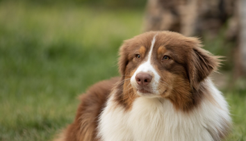 Pýšia sa skvelou kondíciou a pevným zdravím: Týchto 10 plemien psov veterinárka vída v ordinácii najmenej