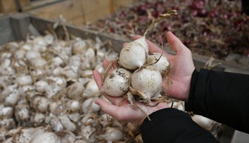 Farmár predáva cibuľu za smiešnu cenu. Ak sa nepredá, musí ju zaorať. Dôvodom sú absurdné výkupné ceny